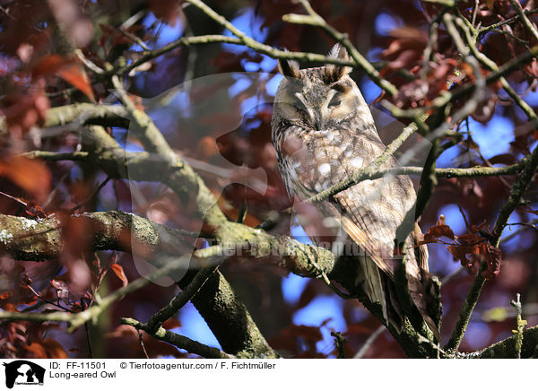Waldohreule / Long-eared Owl / FF-11501
