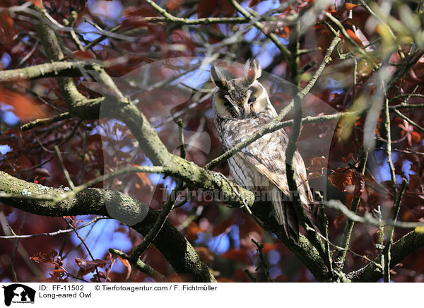 Long-eared Owl / FF-11502