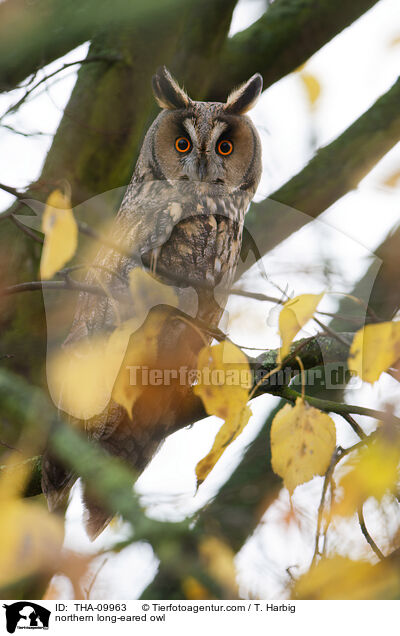 northern long-eared owl / THA-09963
