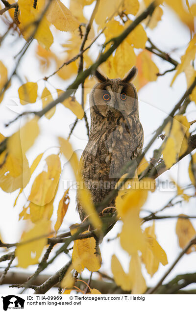 northern long-eared owl / THA-09969