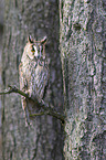 northern long-eared owl