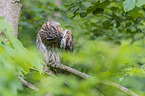 northern long-eared owl