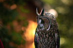 northern long-earedowl