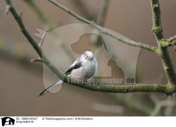 long-tailed tit / DMS-04927