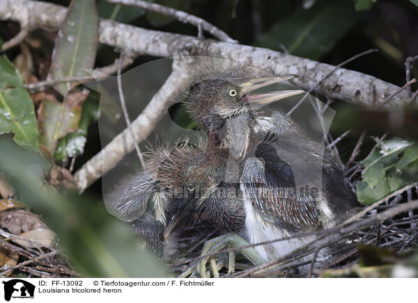 Dreifarbenreiher / Louisiana tricolored heron / FF-13092