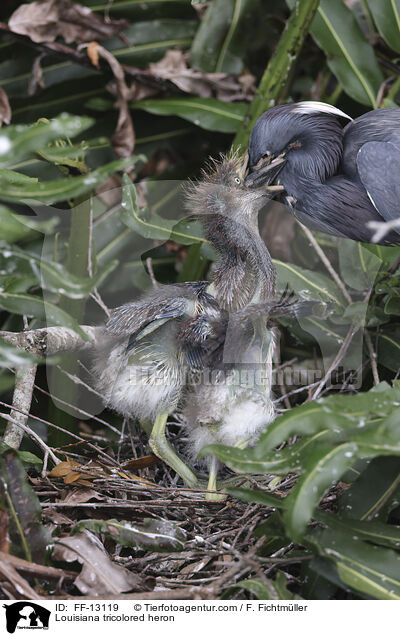 Dreifarbenreiher / Louisiana tricolored heron / FF-13119