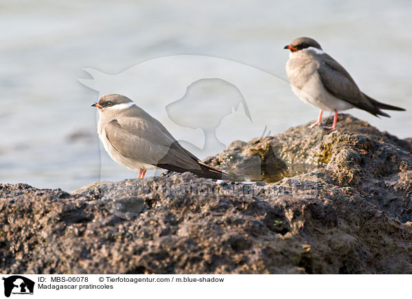 Madagaskarbrachschwalben / Madagascar pratincoles / MBS-06078