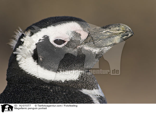 Magellanic penguin portrait / HJ-01077