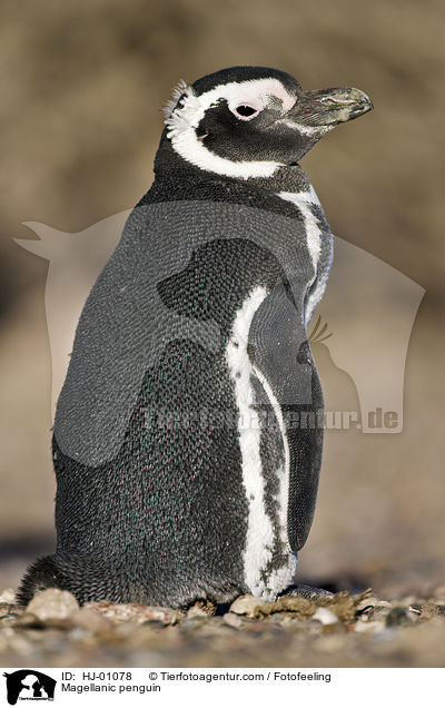 Magellanic penguin / HJ-01078