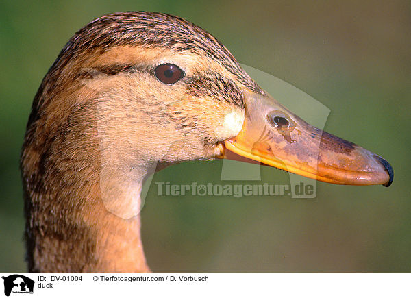 Stockente / duck / DV-01004