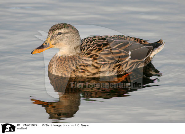 Stockente / mallard / KM-01079