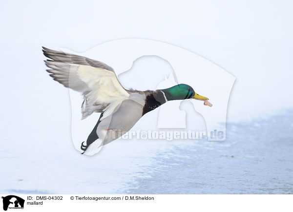 Stockente / mallard / DMS-04302