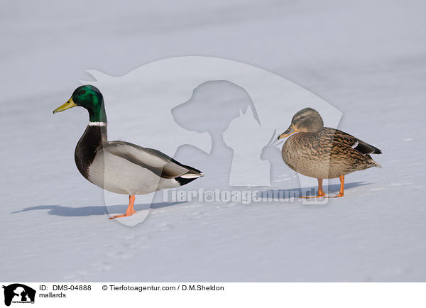 Stockenten / mallards / DMS-04888