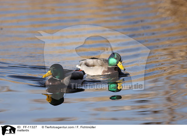 Stockenten / mallards / FF-11327