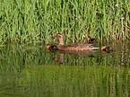 mallards