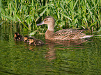 mallards