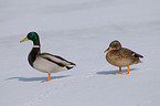 mallards