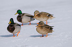 mallards