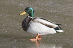 male mallard