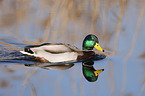 mallard