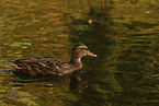 mallard