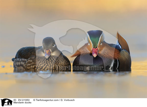 Mandarin ducks / DV-01950
