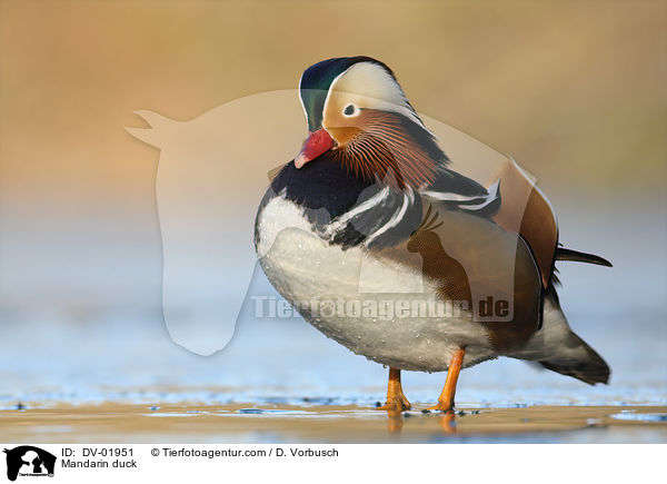 Mandarin duck / DV-01951