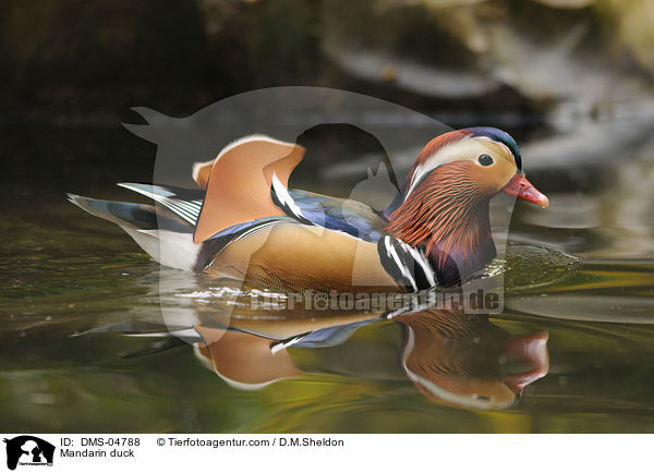 Mandarin duck / DMS-04788