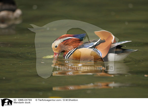 Mandarin duck / DMS-04789