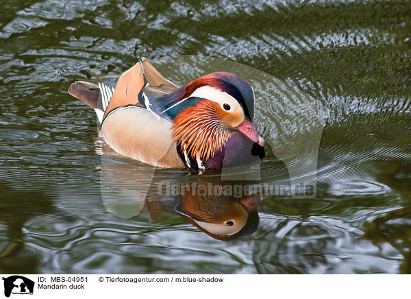 Mandarin duck / MBS-04951
