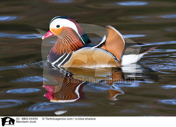 Mandarin duck / MBS-04959