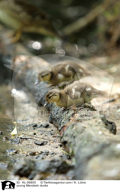 young Mandarin ducks / KL-06805