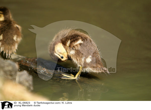 young Mandarin ducks / KL-06823
