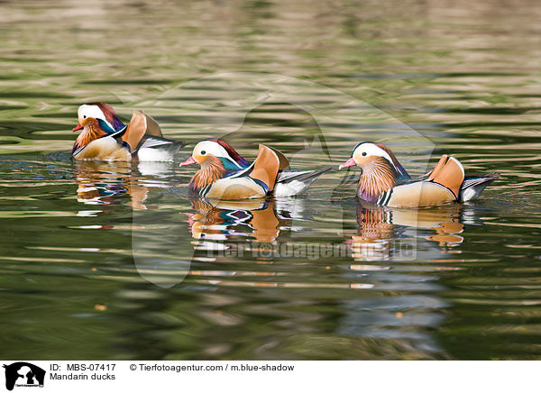 Mandarin ducks / MBS-07417