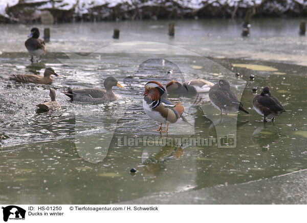 Ducks in winter / HS-01250