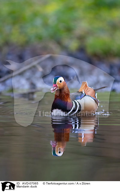 Mandarin duck / AVD-07065