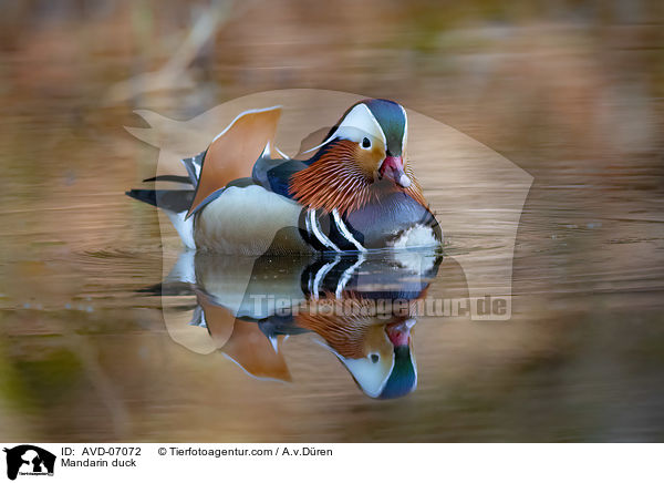Mandarin duck / AVD-07072