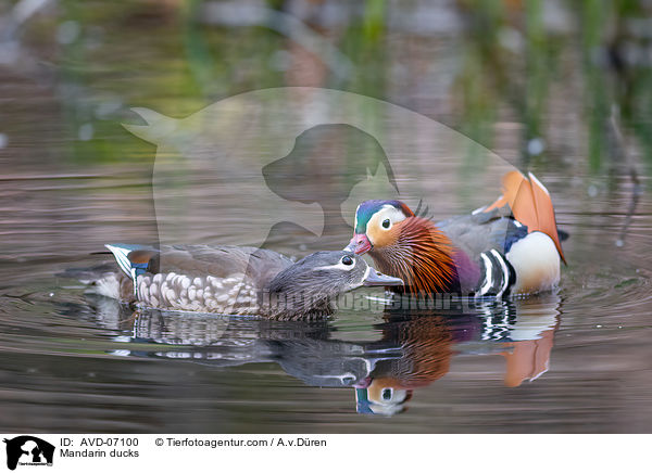 Mandarin ducks / AVD-07100