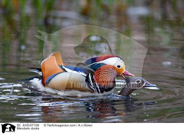 Mandarin ducks / AVD-07106