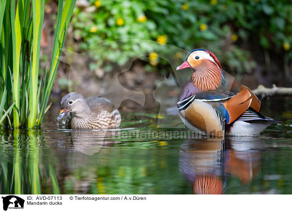 Mandarin ducks / AVD-07113