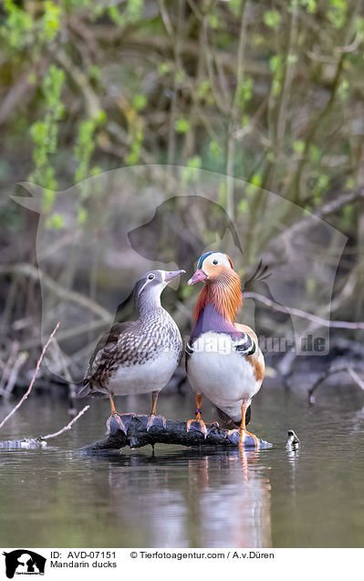 Mandarin ducks / AVD-07151