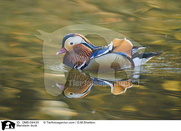 Mandarin duck / DMS-09435