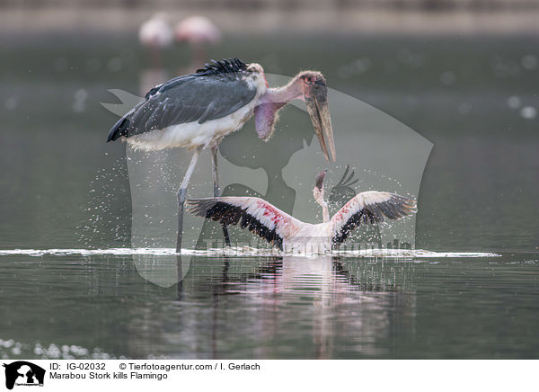 Marabou Stork kills Flamingo / IG-02032