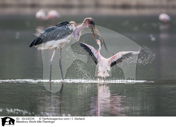 Marabou Stork kills Flamingo / IG-02034