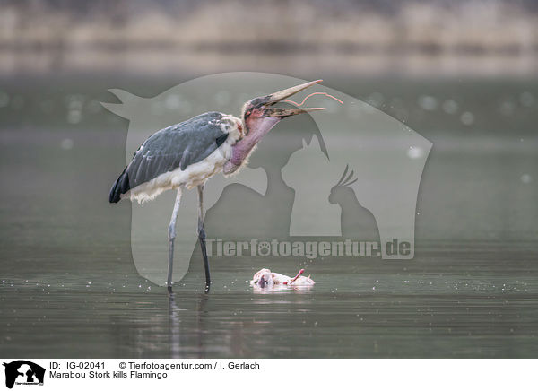 Marabou Stork kills Flamingo / IG-02041