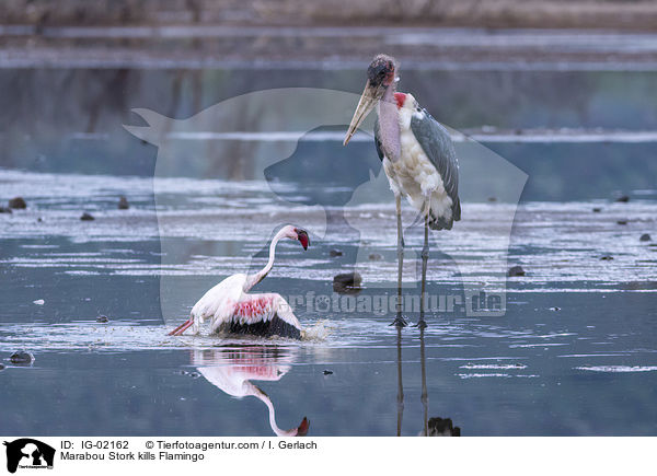 Marabou Stork kills Flamingo / IG-02162