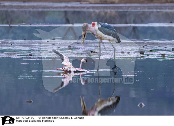 Marabu ttet Flamingo / Marabou Stork kills Flamingo / IG-02170
