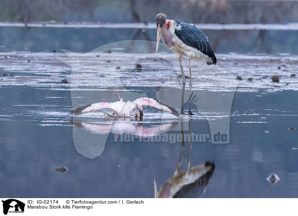 Marabou Stork kills Flamingo / IG-02174