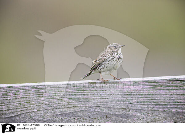 meadow pipit / MBS-17588