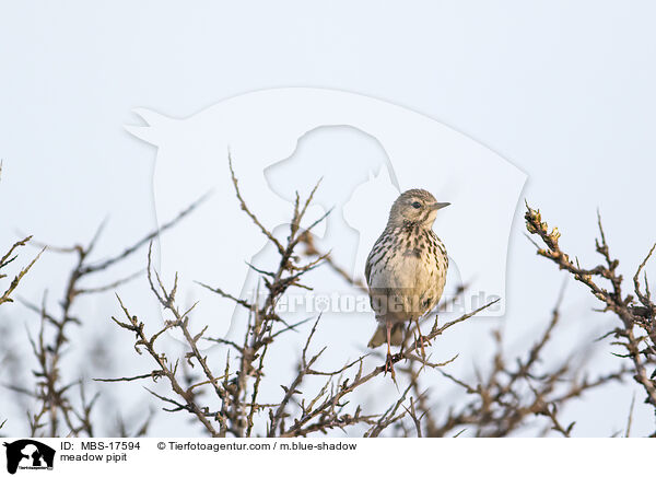 meadow pipit / MBS-17594